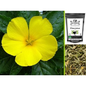 Infusion Damiana du Mexique pour la libido