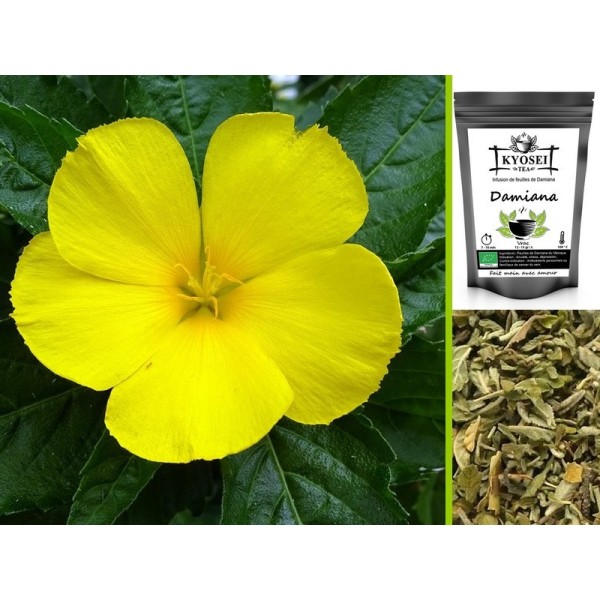 Infusion Damiana du Mexique pour la libido