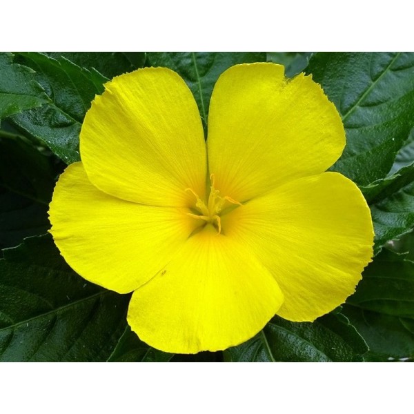 Infusion Damiana – Feuilles de Turnera diffusa | Kyosei Tea