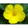 Infusion Damiana – Feuilles de Turnera diffusa | Kyosei Tea